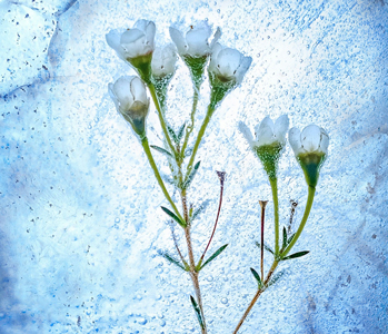 image_formation